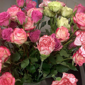 Meet your Posher, Karelena